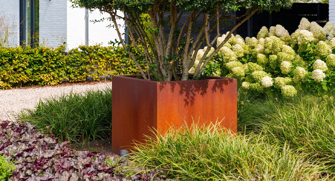 Grande jardinière carrée en acier Corten plantée d’un arbuste dans un jardin résidentiel fleuri.